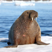 Bollythewalrus