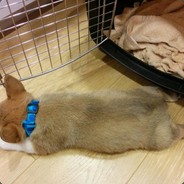 NO THIS IS BUNNY - steam id 76561197960558931