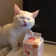 ouijacat