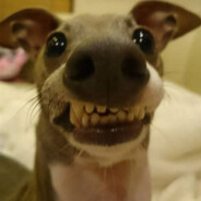 Penoensie