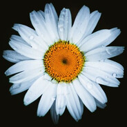 camomile~