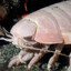 The Giant Sea Isopod