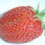 ♱✟Strawberry✟♱