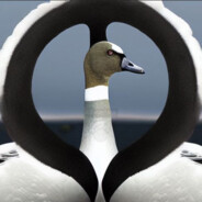 Barnacle Goose
