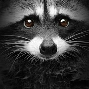 Raccoon-Jacket avatar