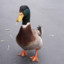 DuckOnQuak