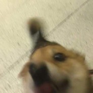 ダニに見える