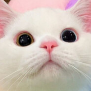tofu🍓
