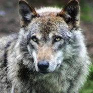 Eskimozombie_GeR's Avatar