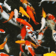 koi