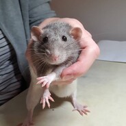 mouse? no rat