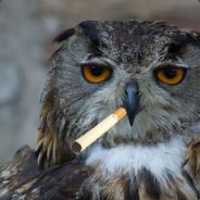 GrayOwl