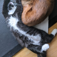 rip baby cat