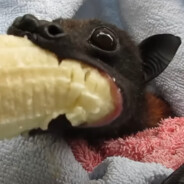 JHocculatore