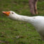 WhiteGoose