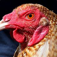 Chicken