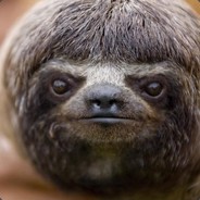 =MRDO=The_Derp_Sloth