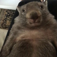 Wombat Wally