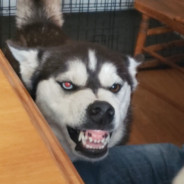 WhiteFang
