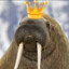 Majestic Walrus