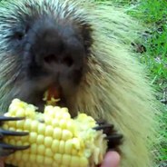 RampantPorcupine_'s Avatar