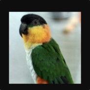 Parrot