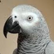 " THE BLOODY-NINE "
