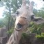 Ianky_giraffe