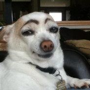 Crack Dog