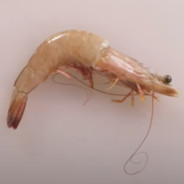 Prawn