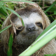 seedy sloth