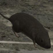 Halo 3 Rat avatar