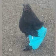 G A L O D E K A L S A