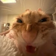 🐱michau-🐱