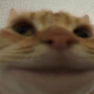 Krivicd