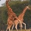 HORNY GIRAFFE