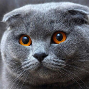 Youtuber-Добрый кот Gem