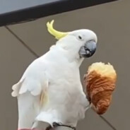 Matty Greenwood's Avatar