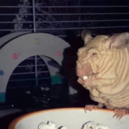Rat