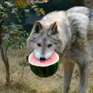 MRDarkwolfz