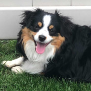 ♂️Dog♂️ Long Qua
