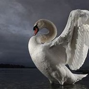 a swan's Avatar