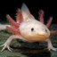 Axolotl Inc