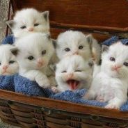 A Basket of Kittens- avatar