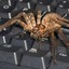 GOOTY_SPIDER