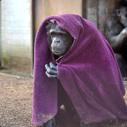 undercover ape