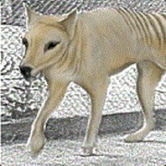 Thylacine's Avatar