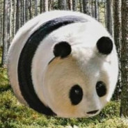Kugelpanda