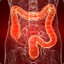 INTESTINO GROSSO