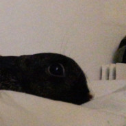 P33bun